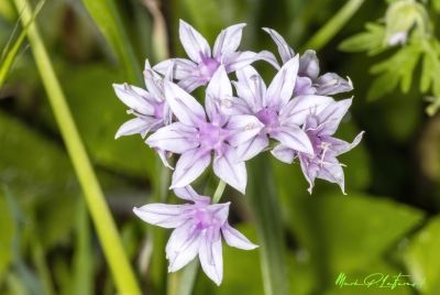 Prairie Onion